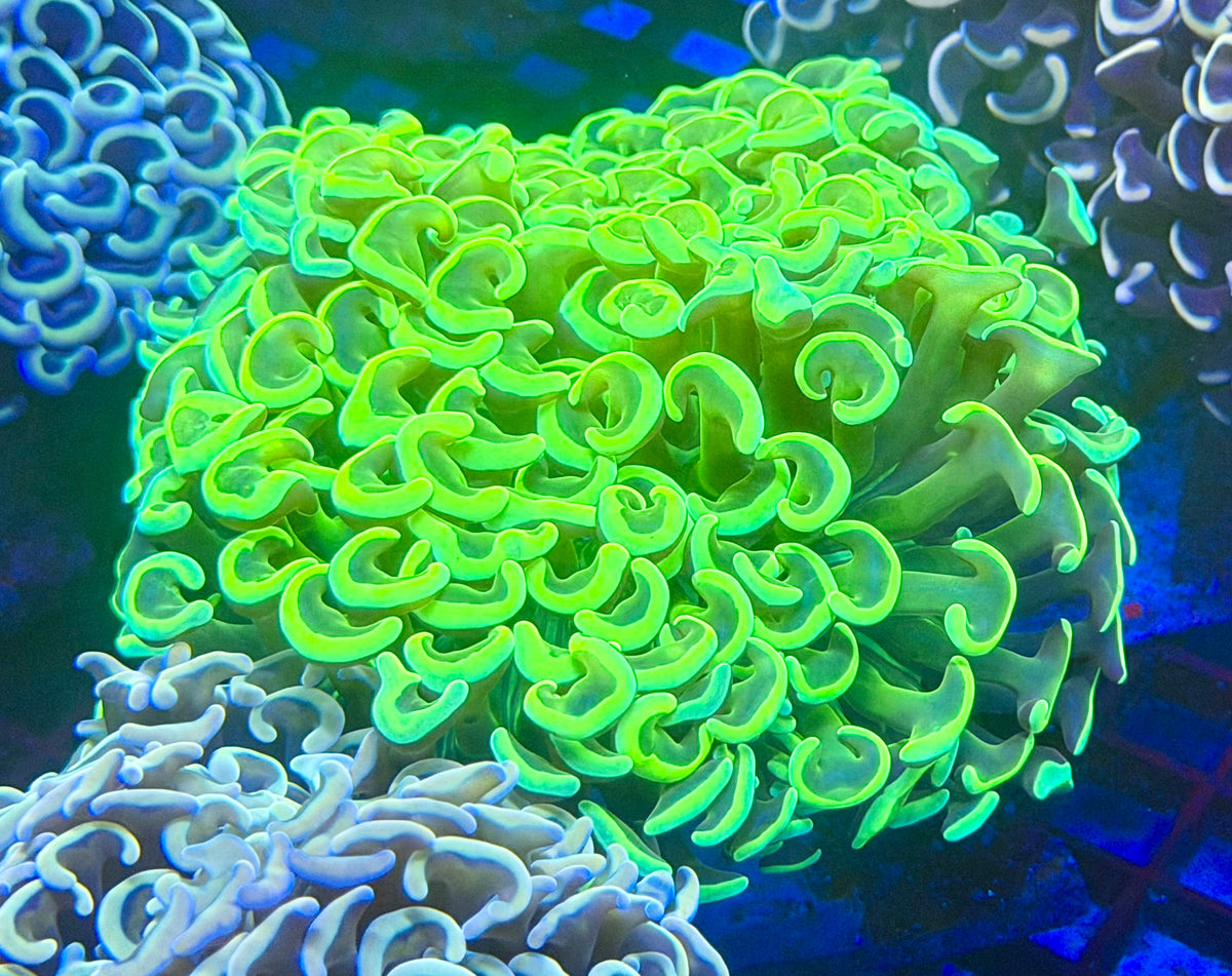 Ultra Large Fat Head, Neon Wall Hammer