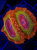 BRIGHT JAPANESE ACAN