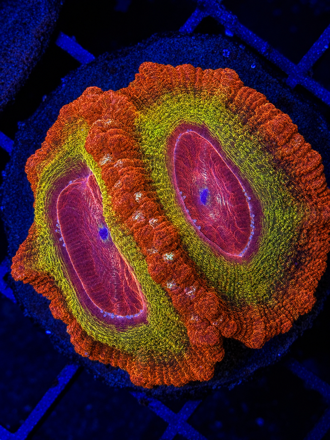 BRIGHT JAPANESE ACAN