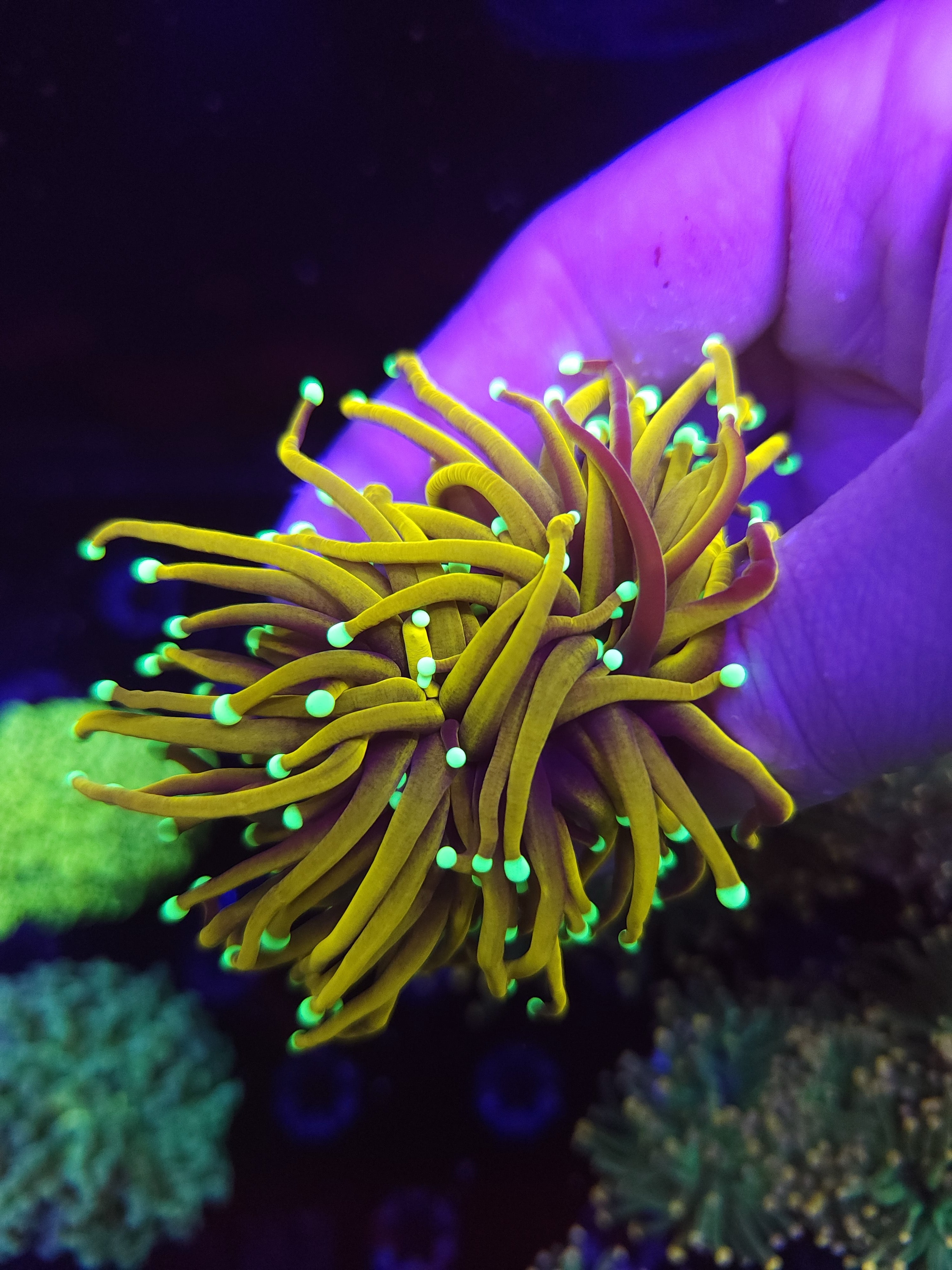 TSA Jester Insanity Torch