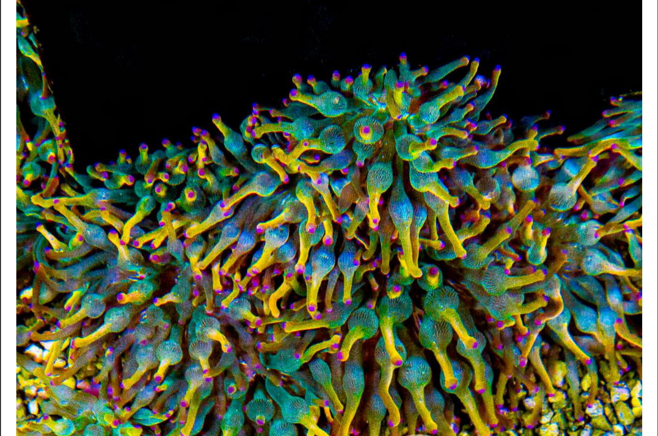 HOLY GRAIL BUBBLE TIP ANEMONE