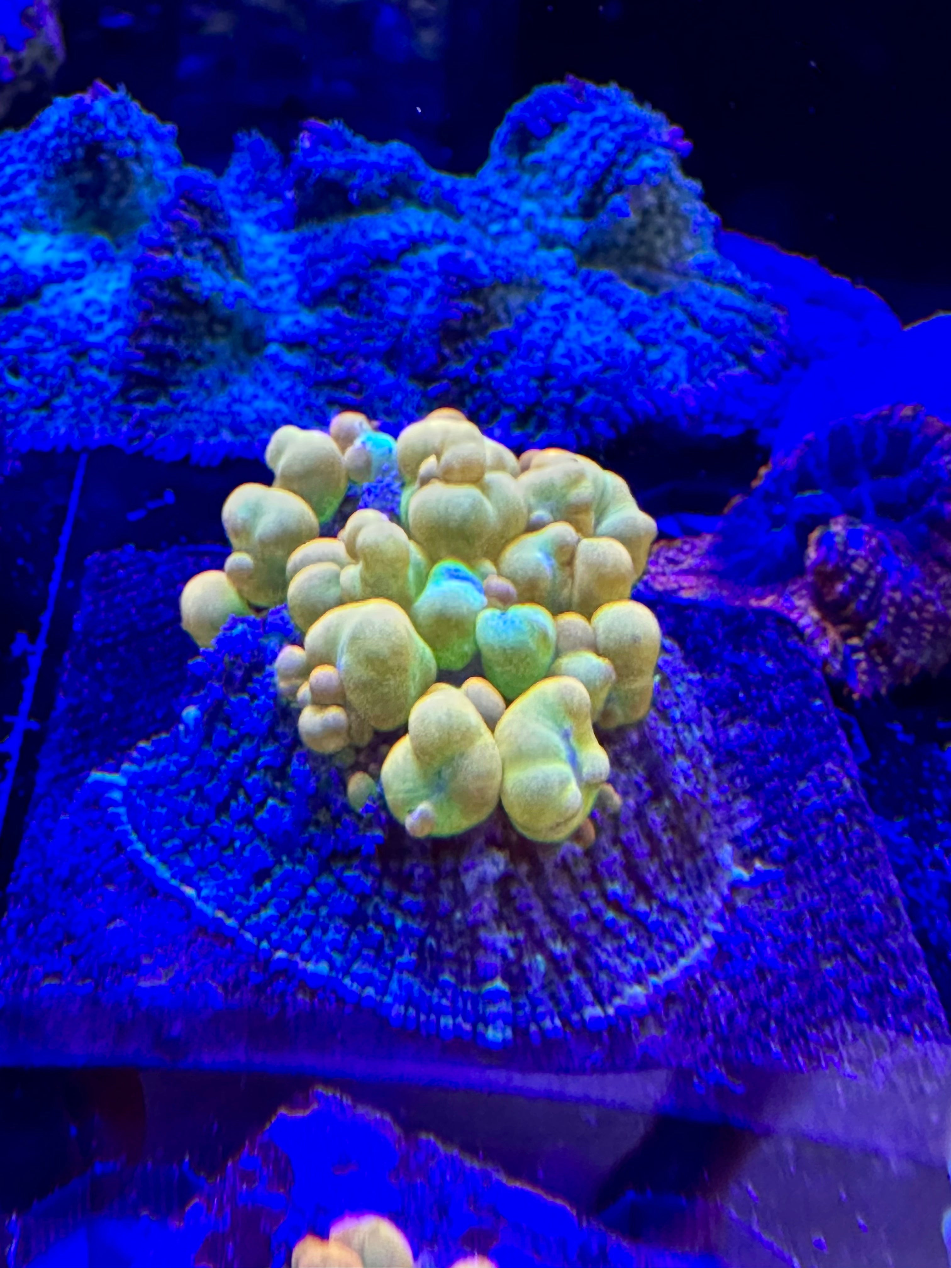 WWC OG BOUNCE MUSHROOM