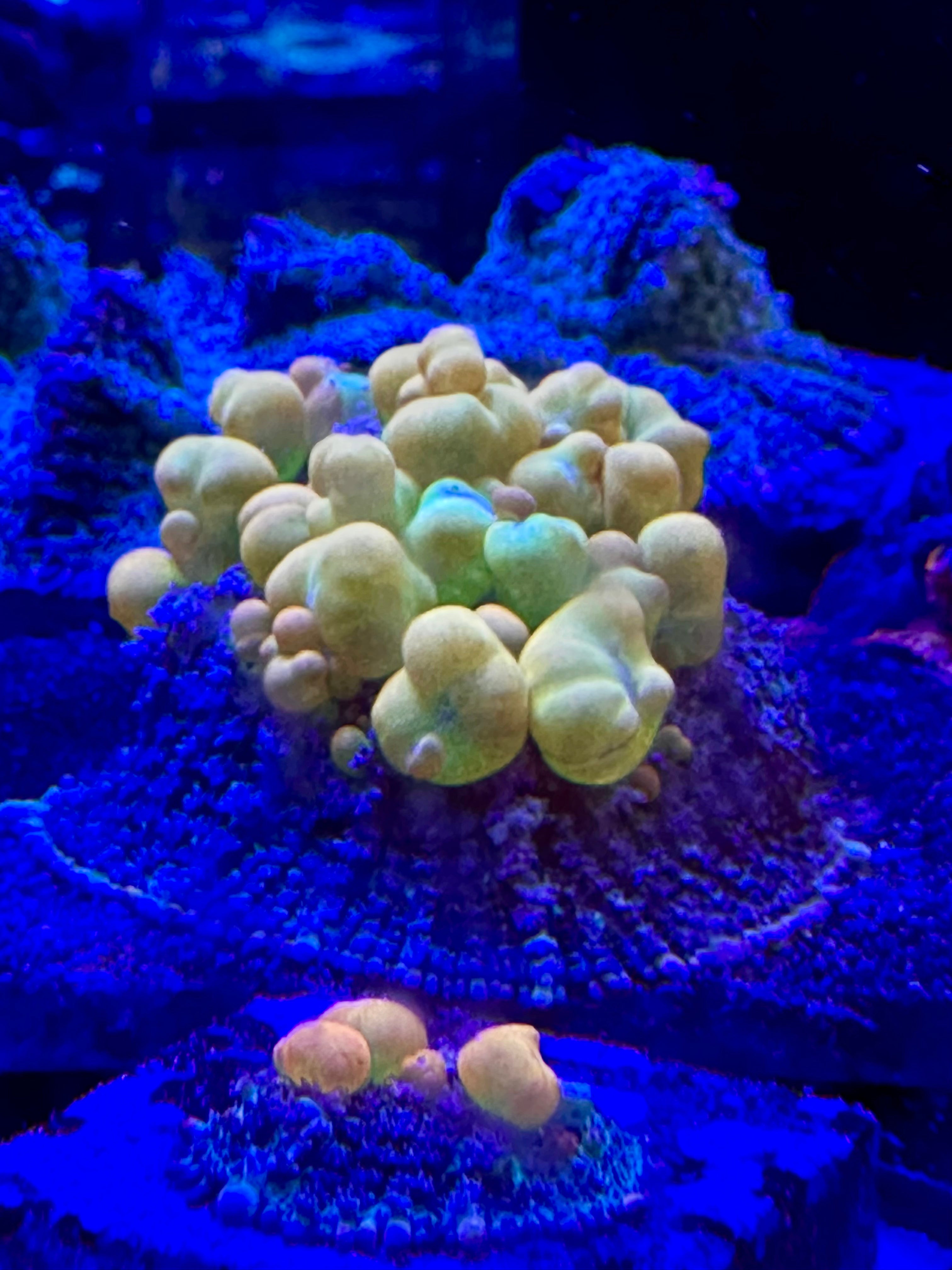WWC OG BOUNCE MUSHROOM