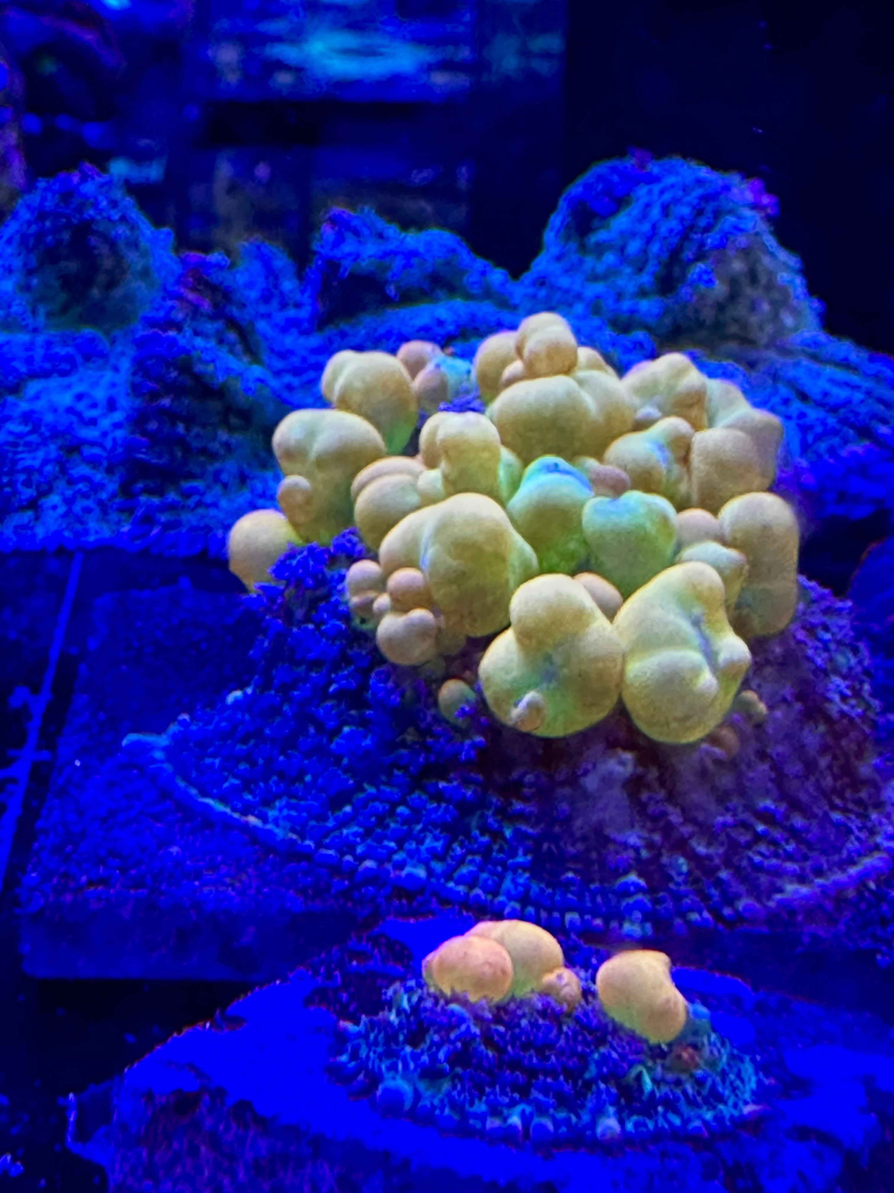 WWC OG BOUNCE MUSHROOM