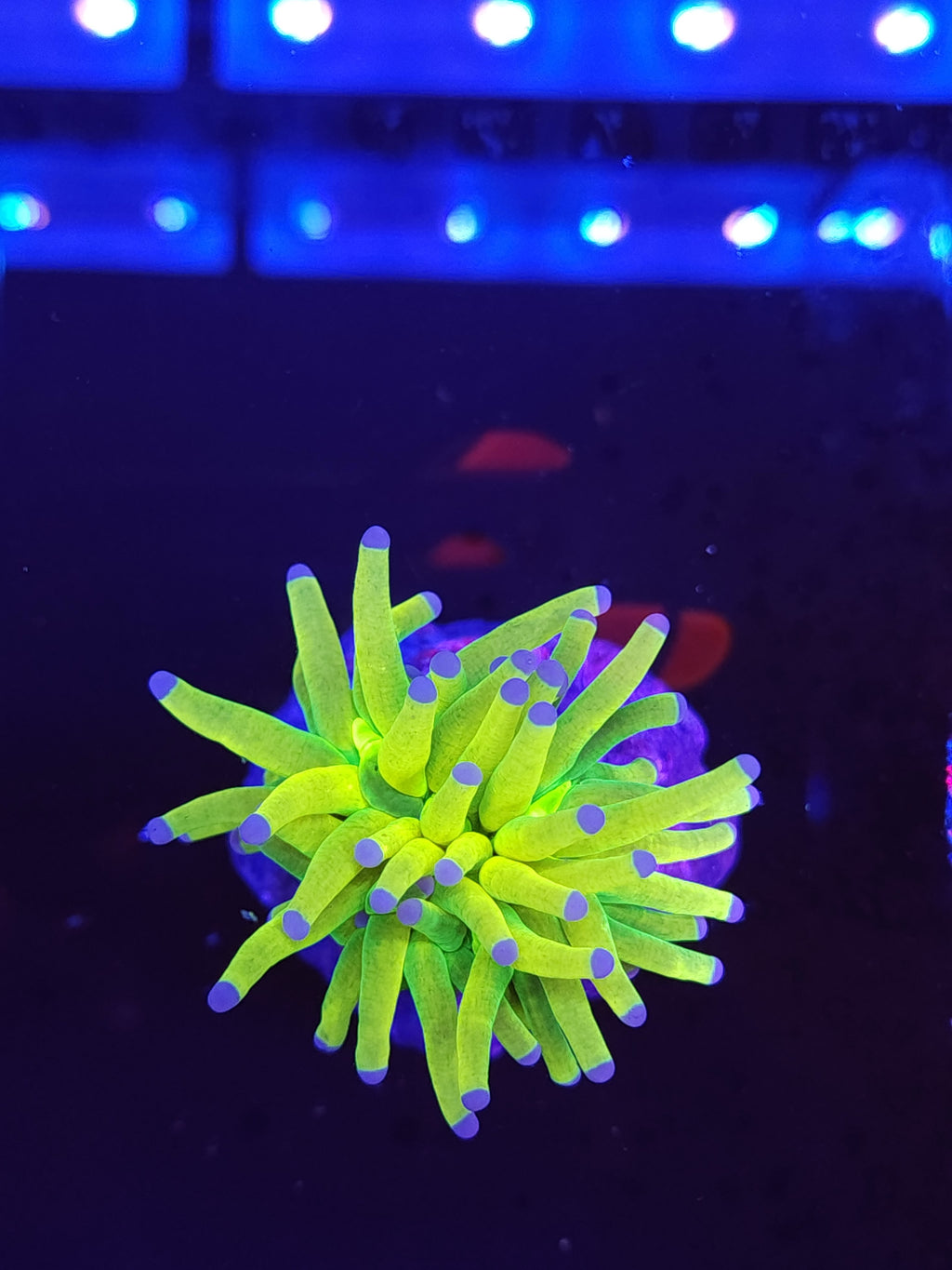 Holy Grail Torch Coral