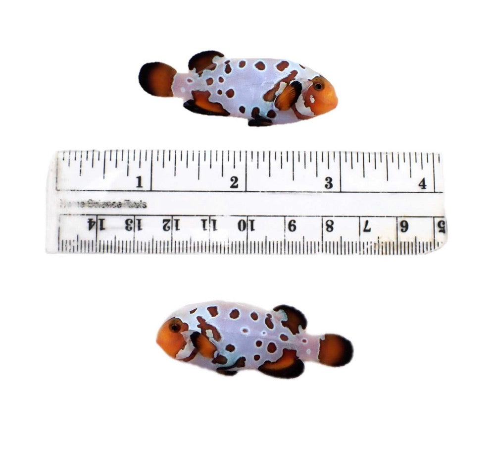 Large, extreme burnt snowflake