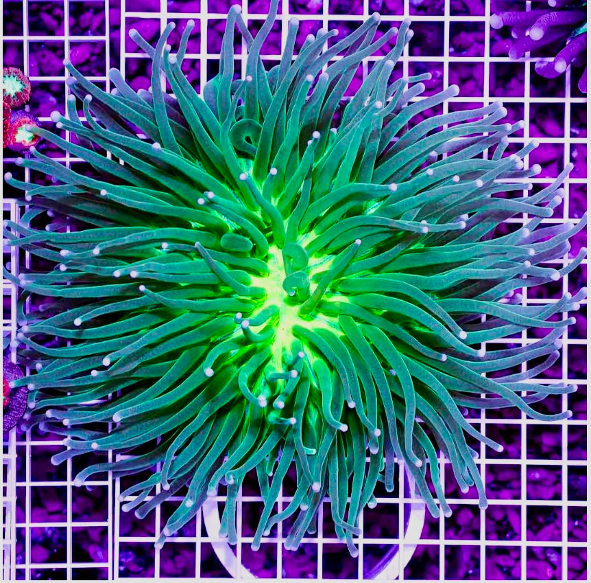 NEON AUSSIE HELIOFUNGIA LONG TENTACLE PLATE