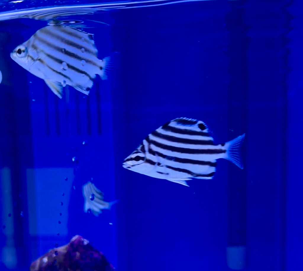 AUSTALRALIAN STRIPEY