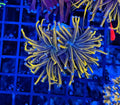 BLUE FLAME GOLD LARGE TORCH