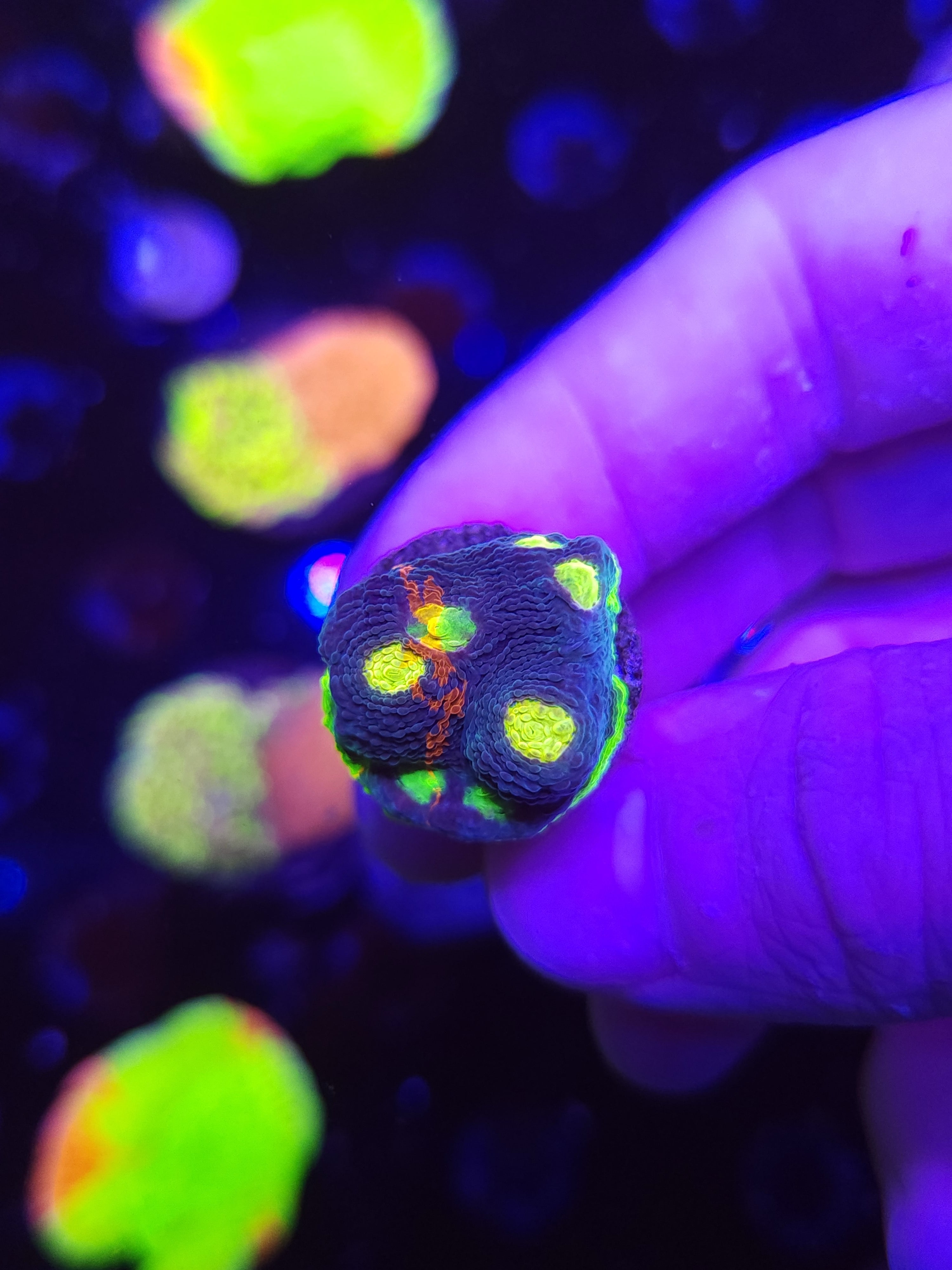 Dynamite Rainbow Chalice