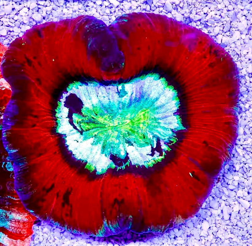 ULTRA TRACHYPHYLLIA