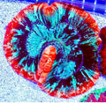 ULTRA TRACHYPHYLLIA