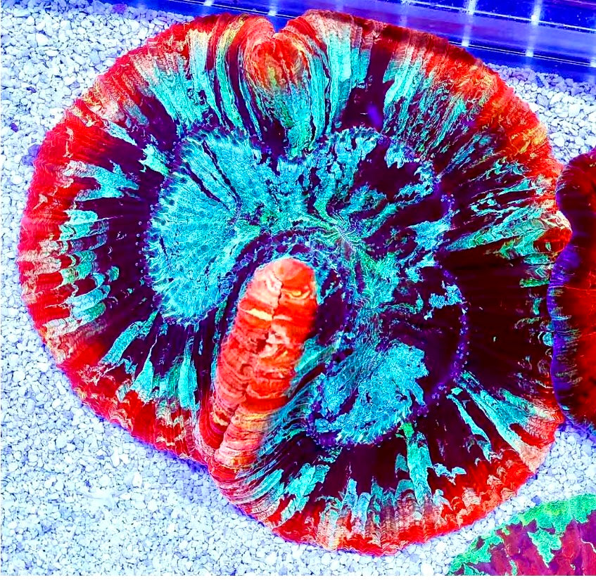 ULTRA TRACHYPHYLLIA