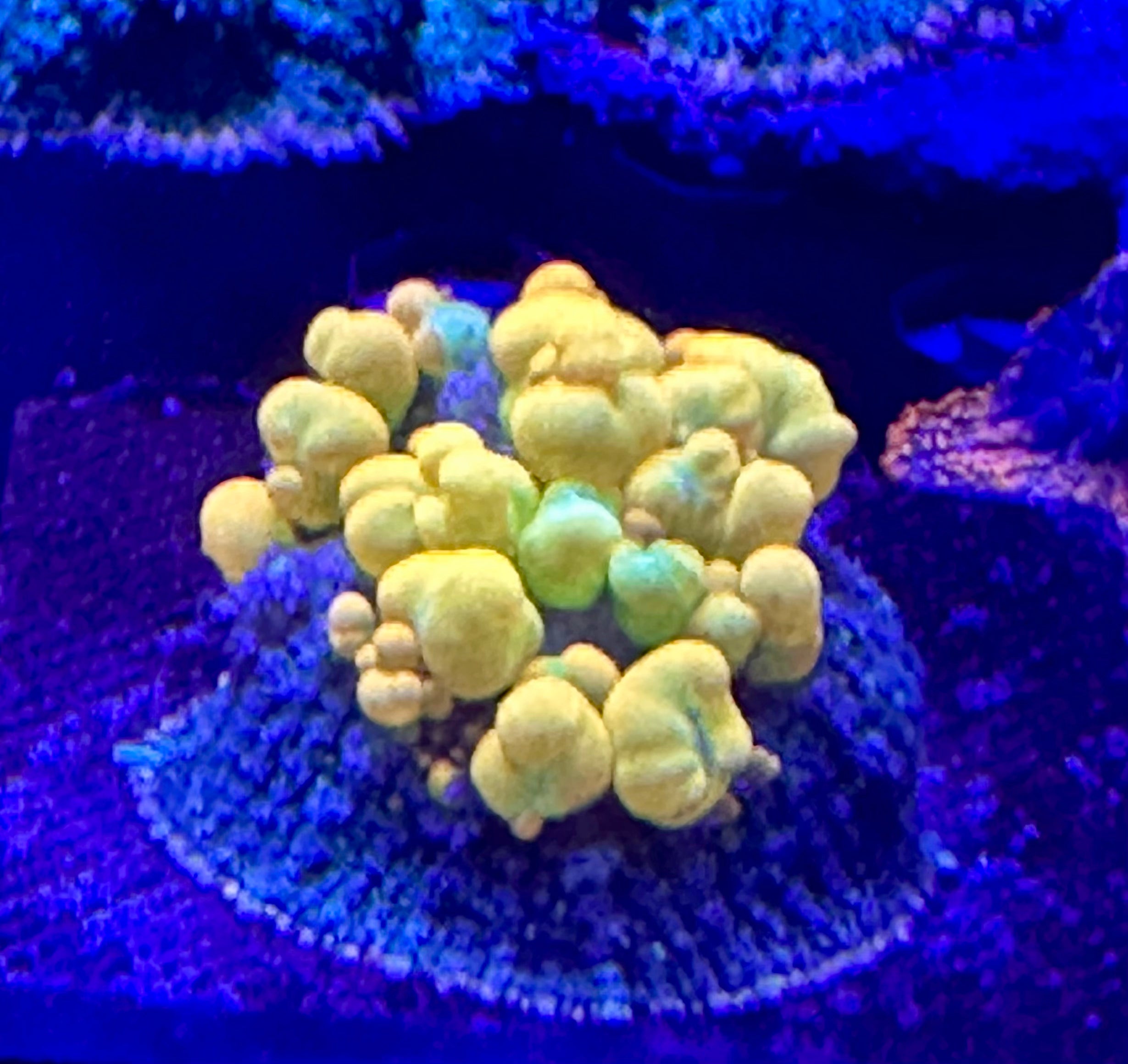 WWC OG BOUNCE MUSHROOM