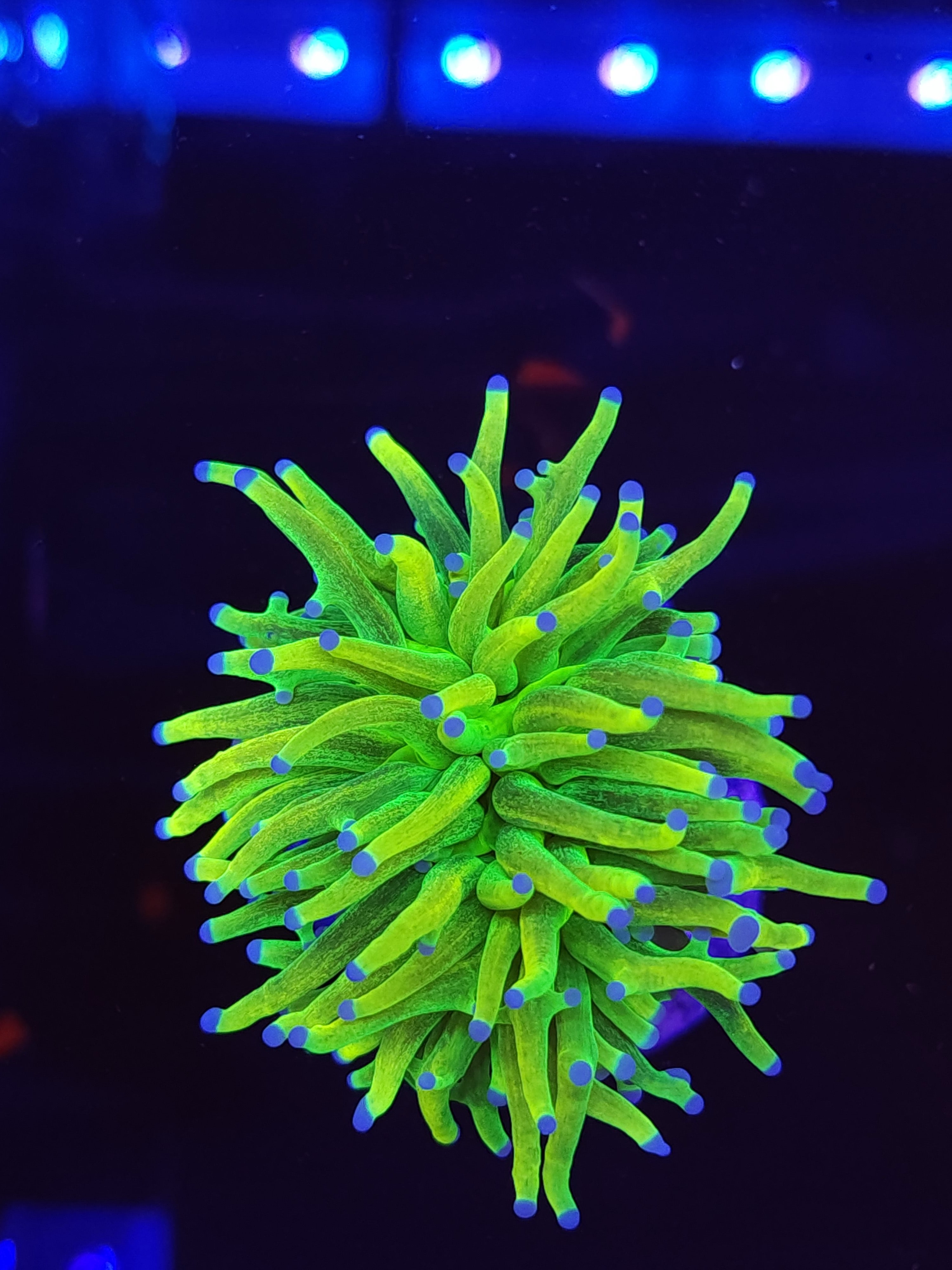 Glitter Holy Grail Torch