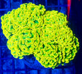 Willy Wonka Hammer Colony Branching Large