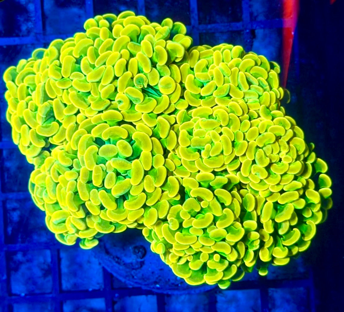 Willy Wonka Hammer Colony Branching Large