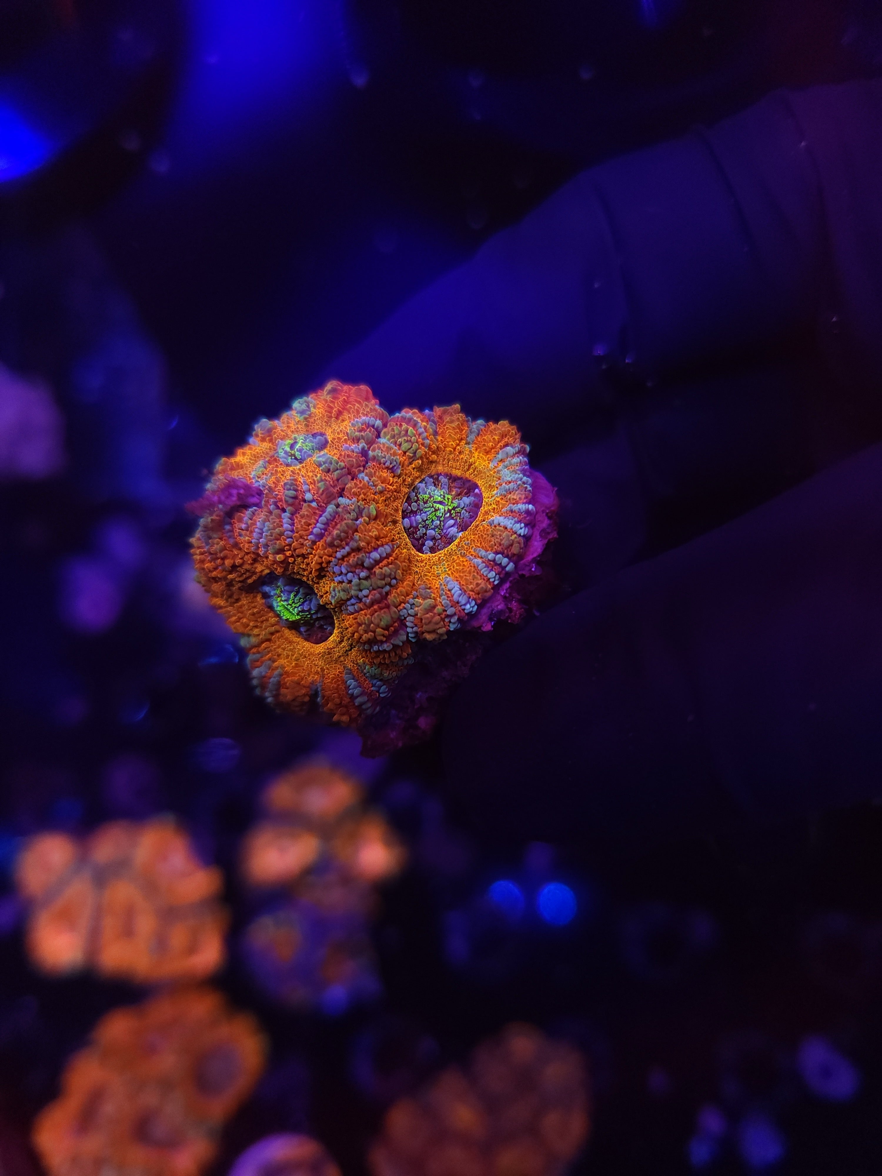 Rainbow Asian Acan