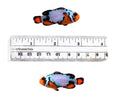 Large blue ice, extreme, snowflake clown