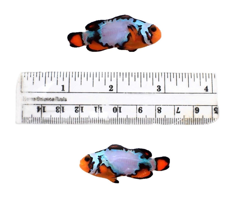 Large blue ice, extreme, snowflake clown