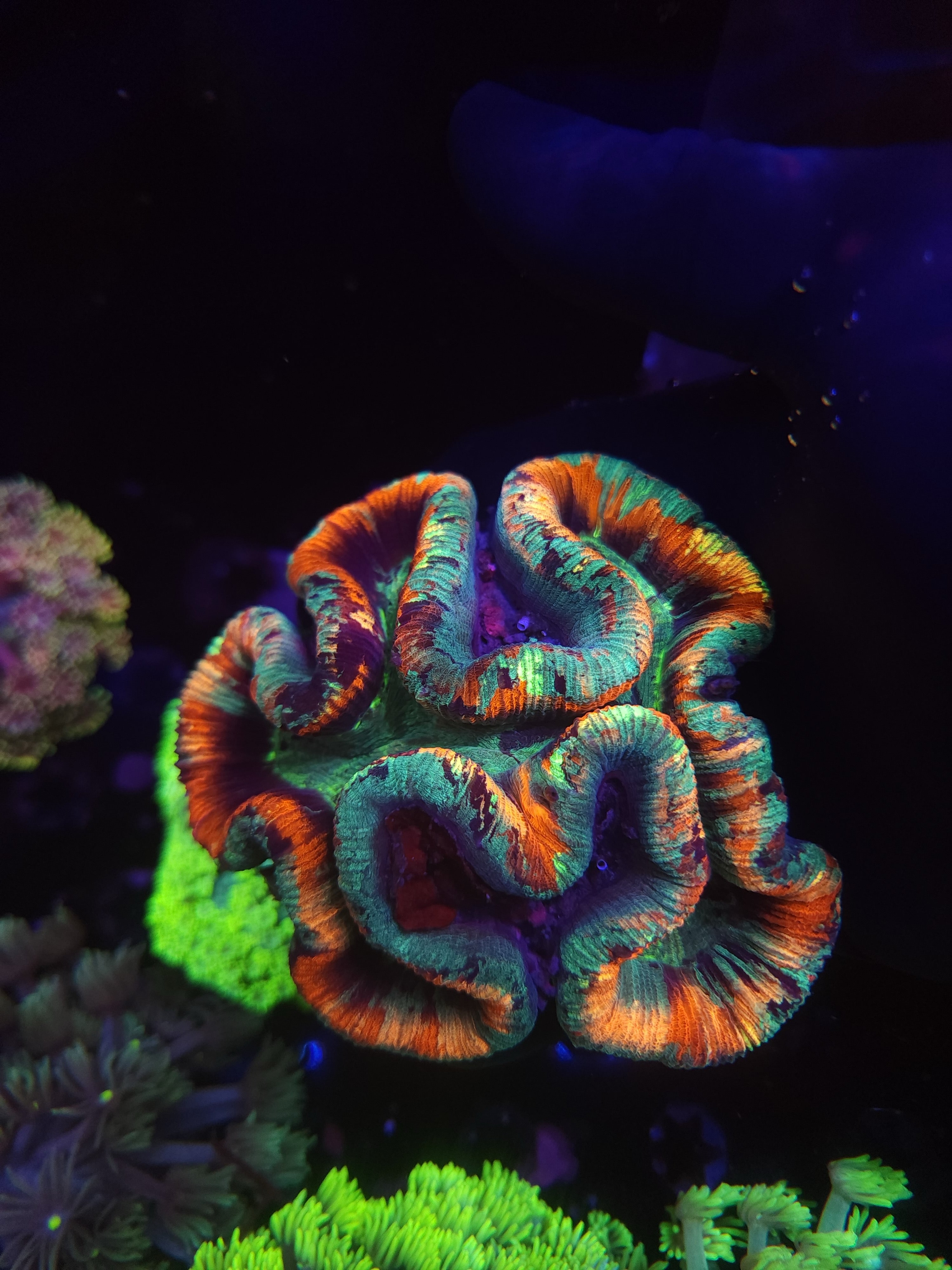 Rainbow Trachyphyllia