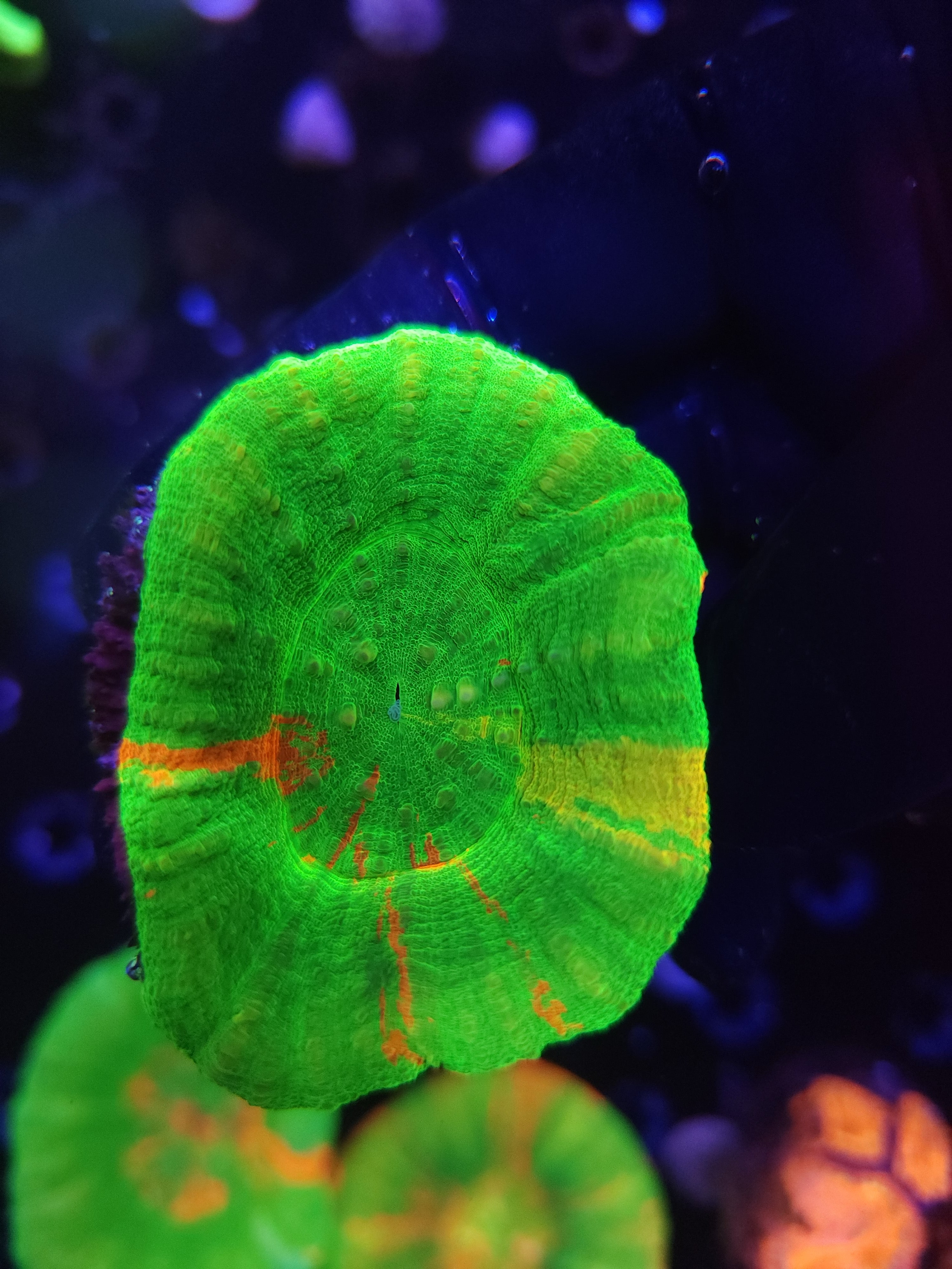 Yellow Streak Bleeding Apple