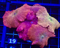 Iron Man Disco Mushroom