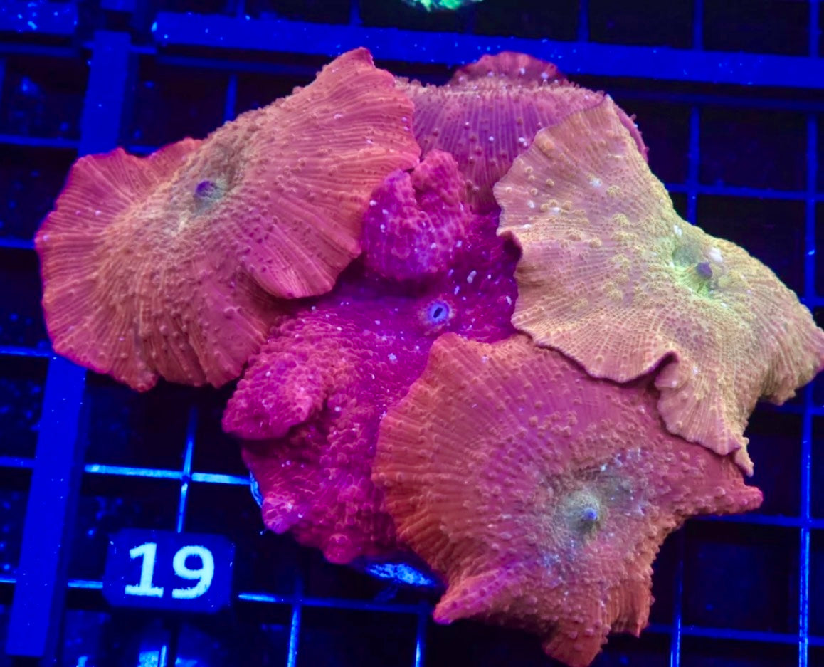 Iron Man Disco Mushroom