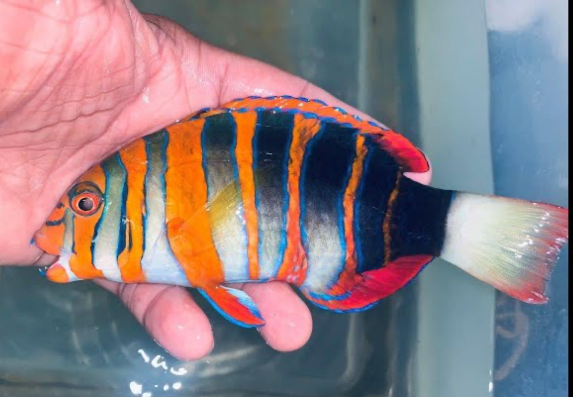AUSTRALIAN HARLEQUIN TUSK