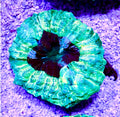 NEON GREEN AUSSIE ACANTHAPHYLLIA