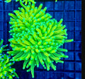 Teal tip master large Torch