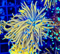 FULL SPECTRUM GOLD LARGE TORCH