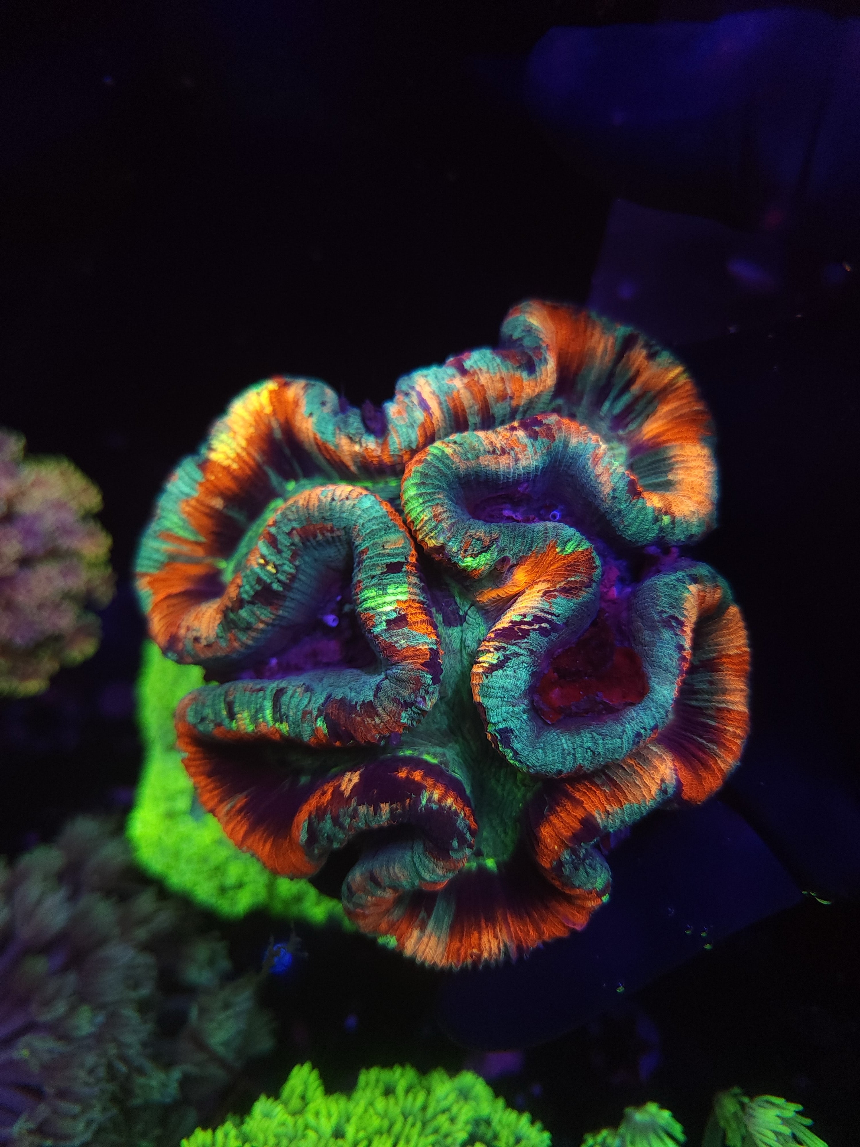 Rainbow Trachyphyllia