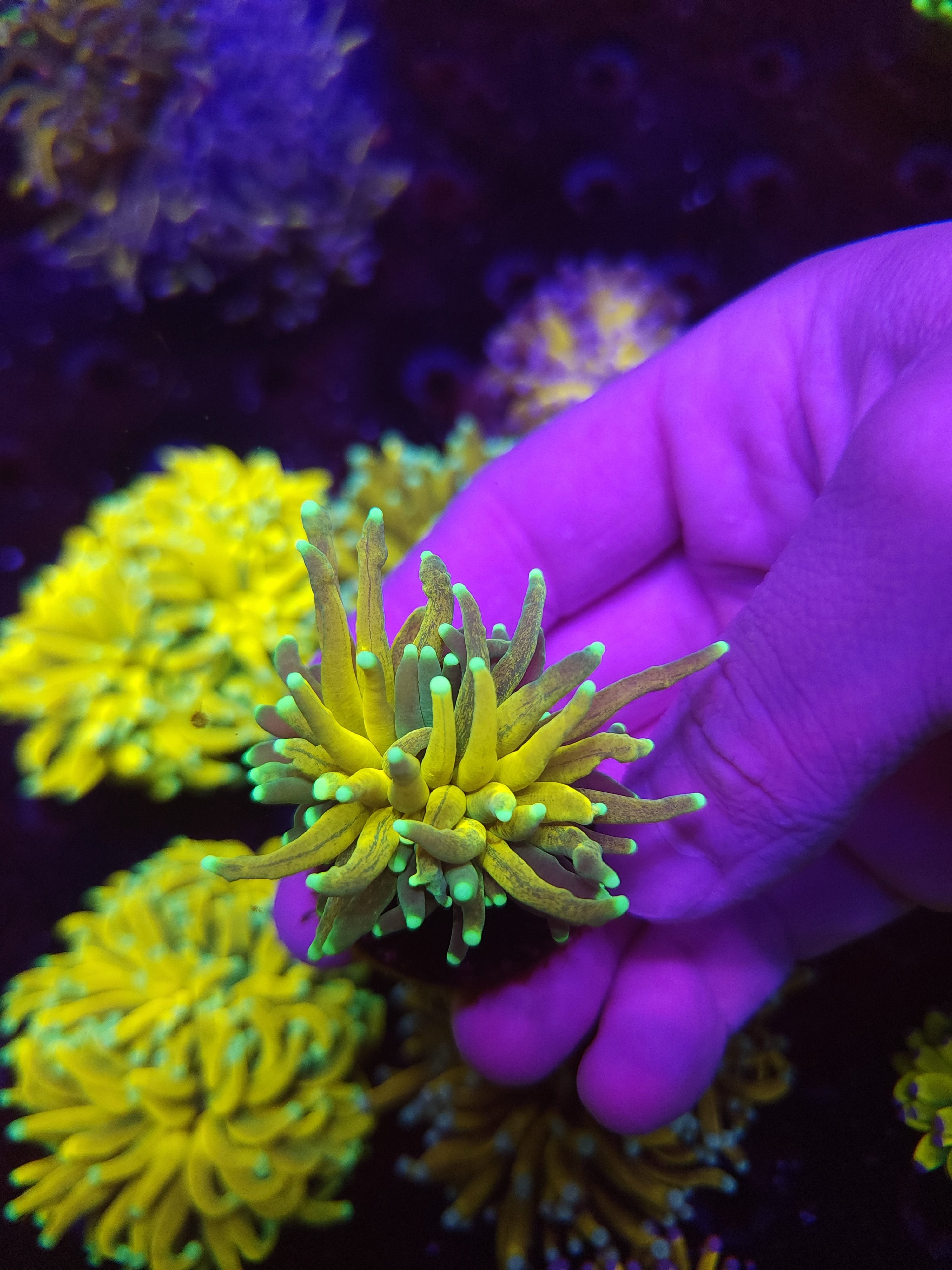 Tiger Torch Coral