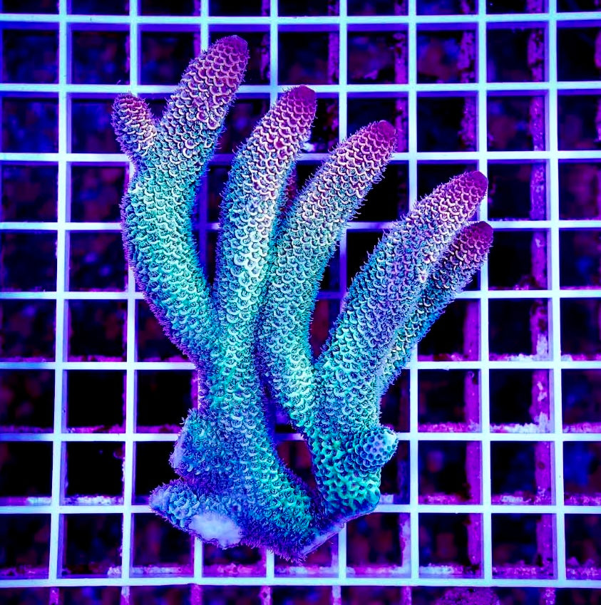 ULTRA AUSSIE ACROPORA