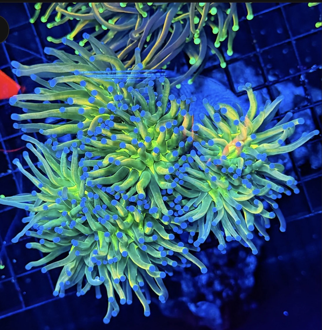 Rainbow HG 3 BIG HEADS COLONY