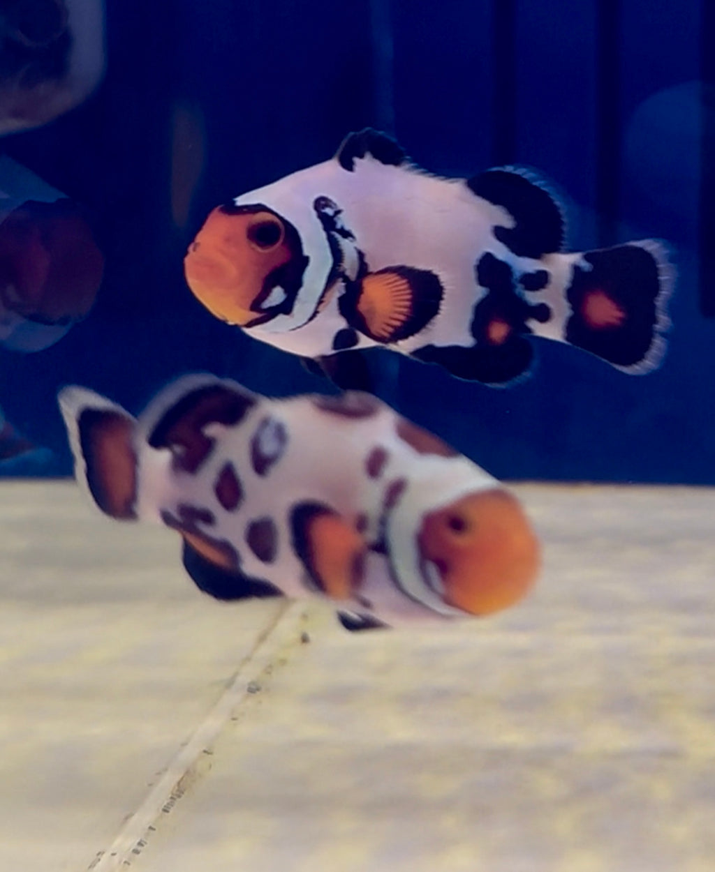EXTREME BULLET HOLE CLOWN, FISH PAIR￼