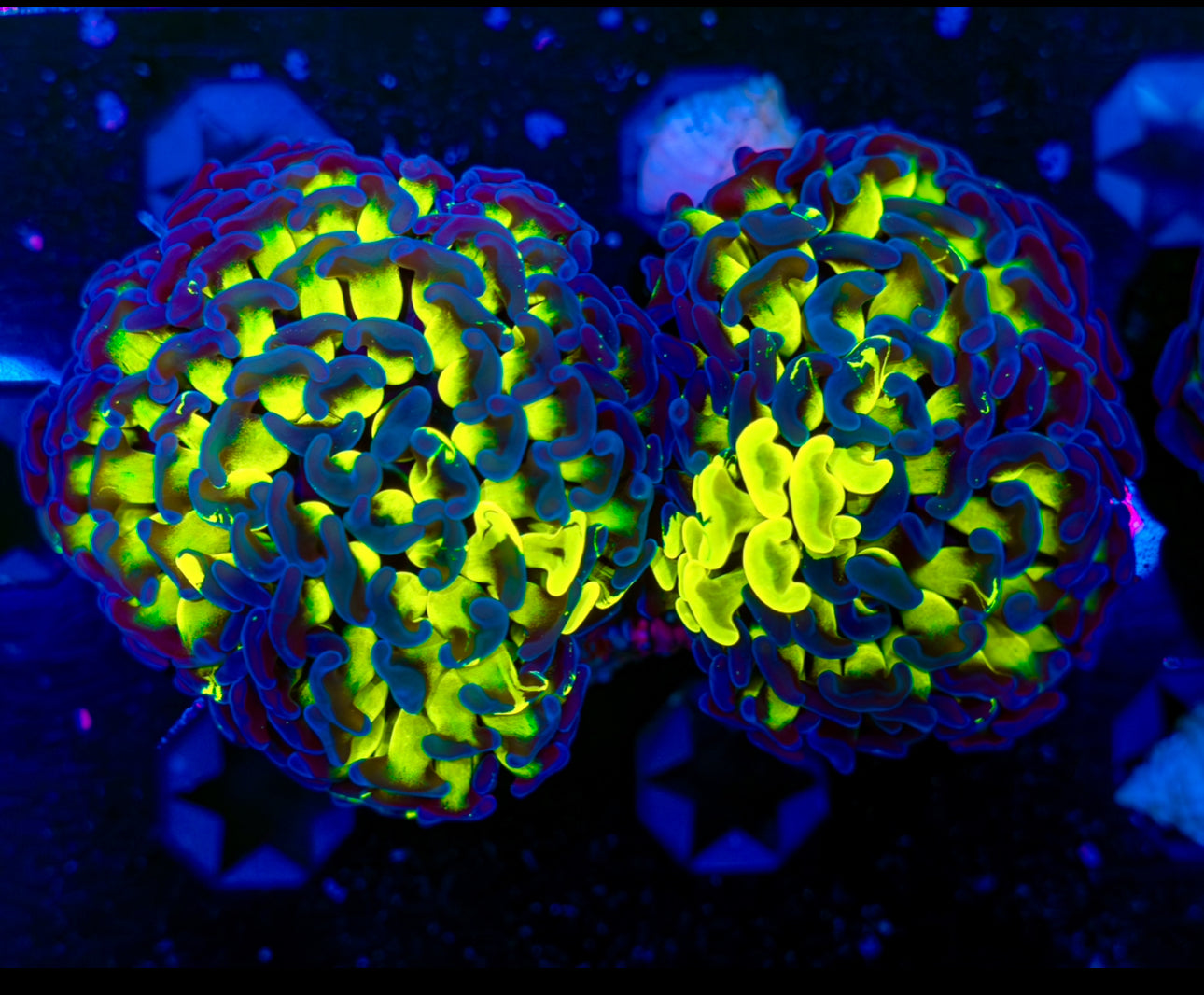 GRAFTED BLUE AND NEON GREEN DOUBLE HEAD HAMMER