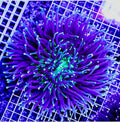 NEON AUSSIE HELIOFUNGIA LONG TENTACLE PLATE