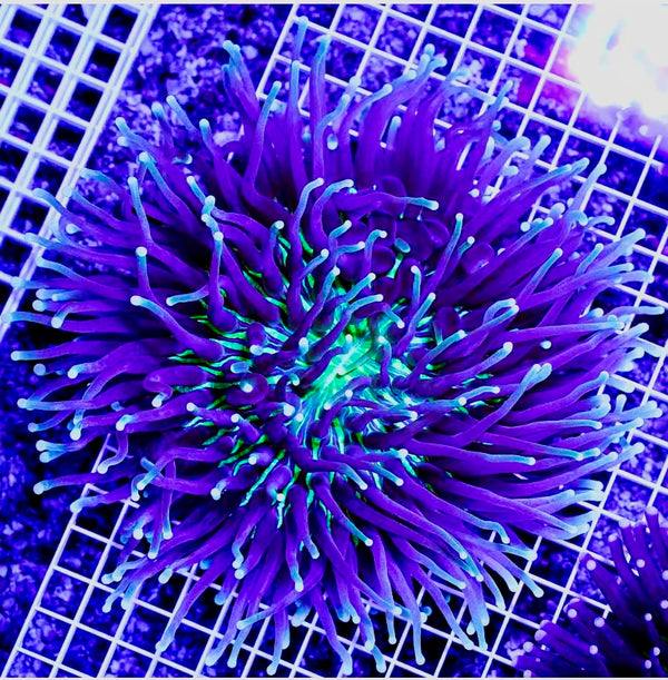 Neon Aussie Heliofungia Long Tentacle Plate