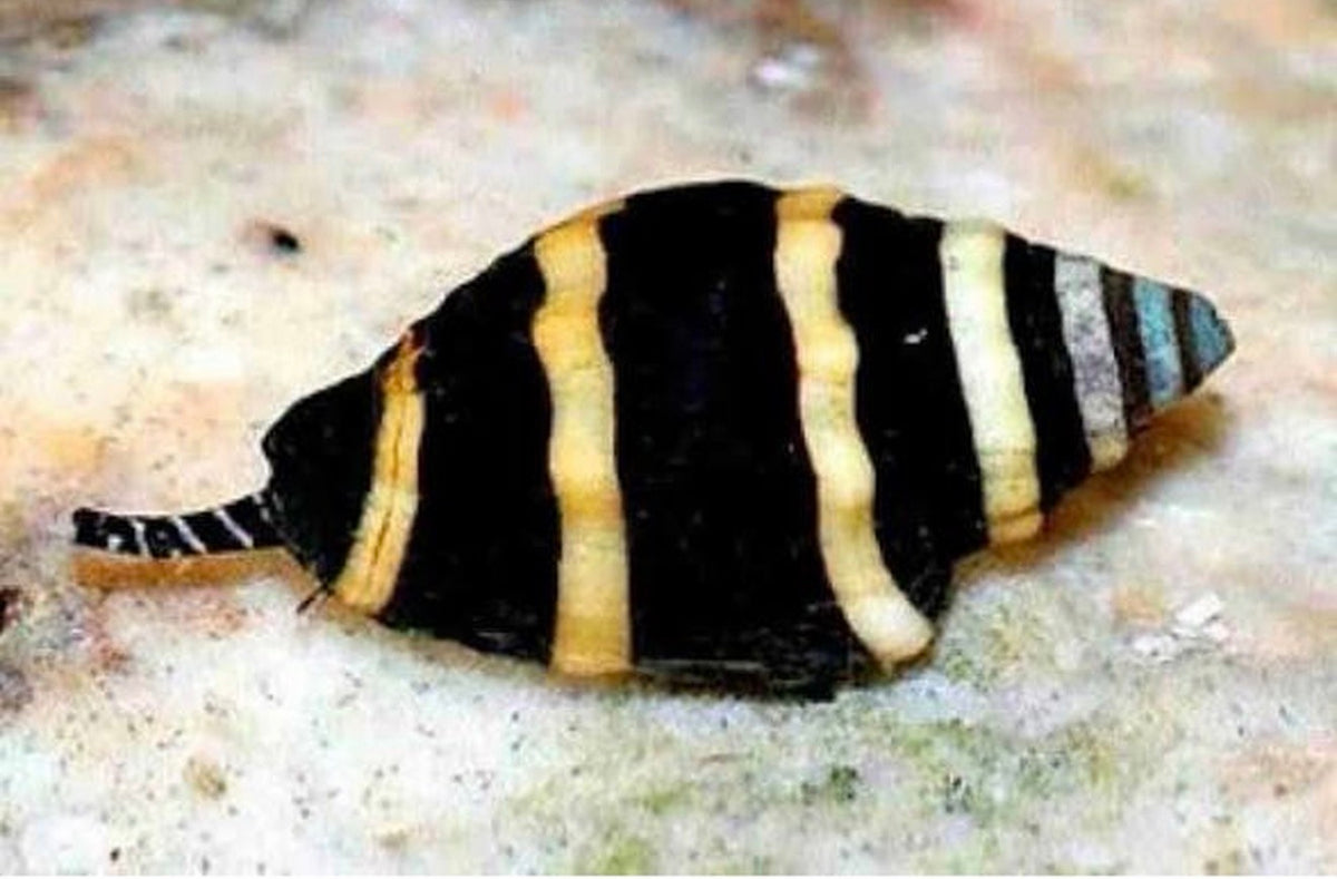 Bumblebee Snail