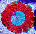 ULTRA BRIGHT RED ACANTHAPHYLLIA