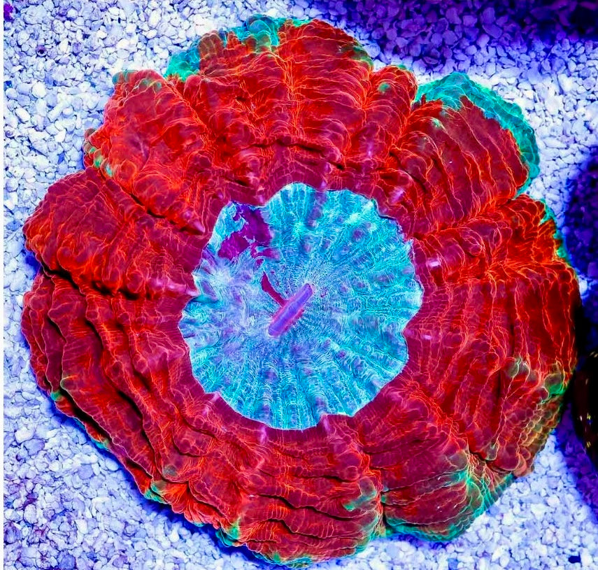ULTRA BRIGHT RED ACANTHAPHYLLIA