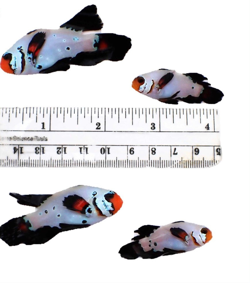 Longfin Saphire Frostbite Clown Pair