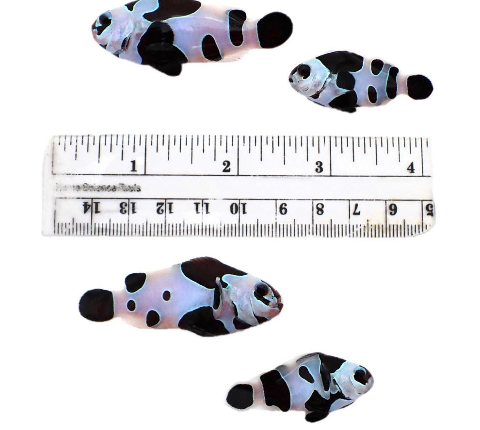 ￼ Jumbo Mocha snow, longfin pair