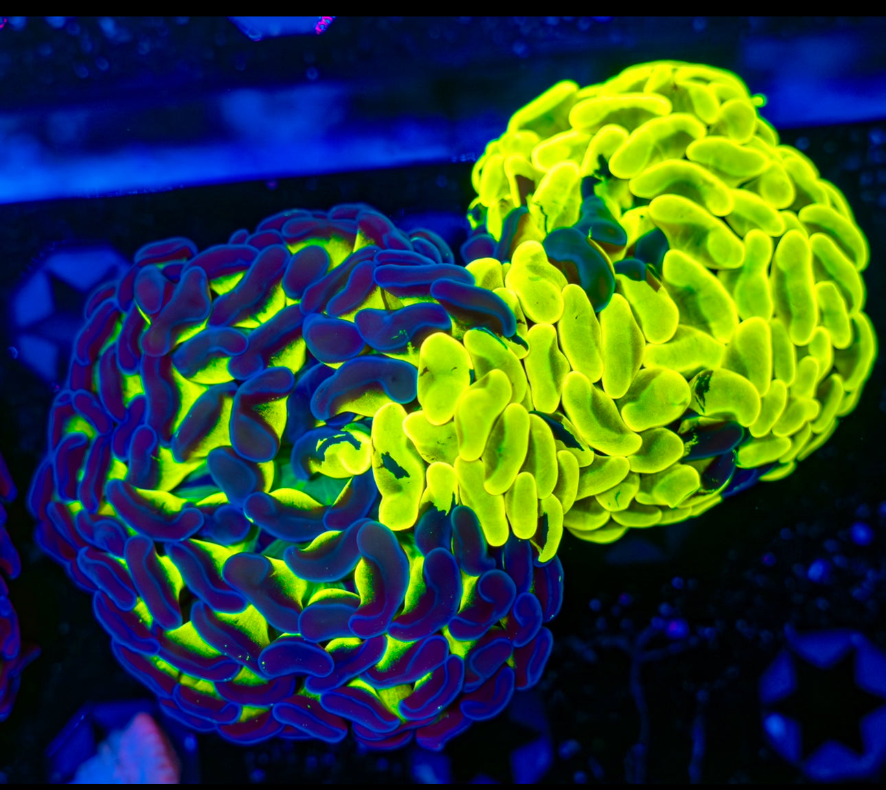 GRAFTED BLUE AND NEON GREEN DOUBLE HEAD HAMMER￼