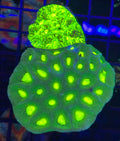 Neon green Favia