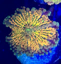 Ultra Gold Tipped Ricordia Mushroom
