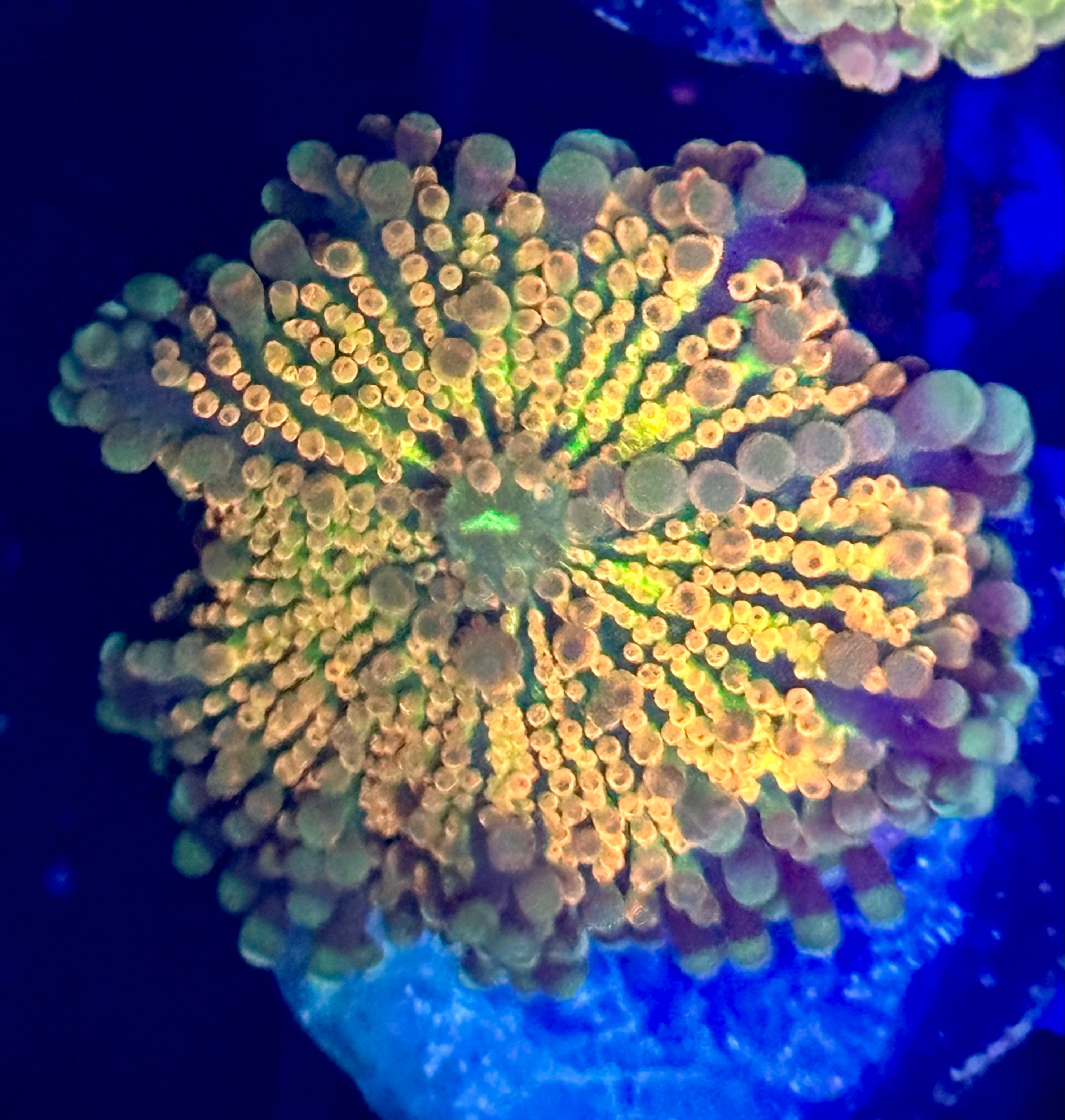 Ultra Gold Tipped Ricordia Mushroom