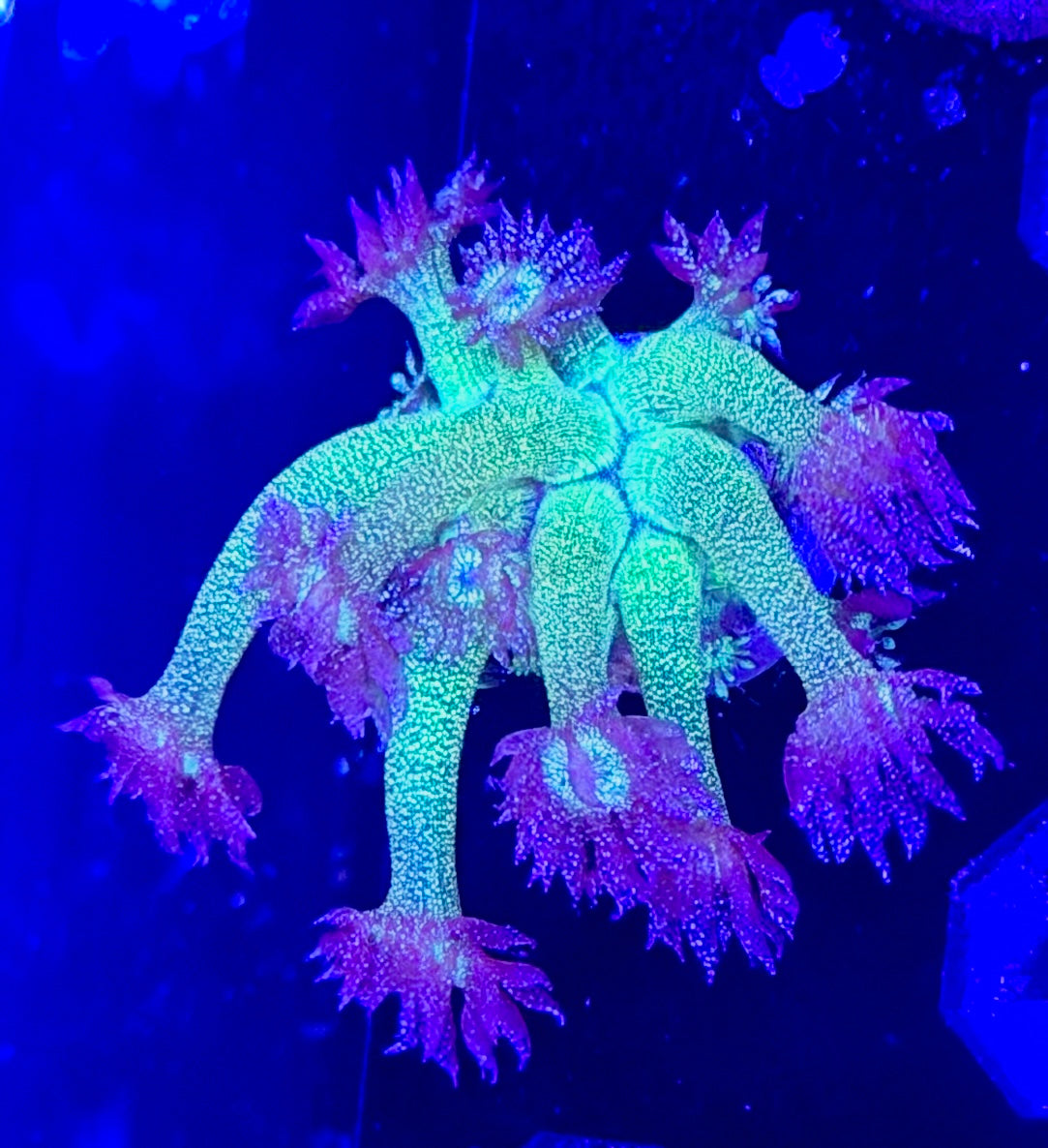 Glitter Goni Frag